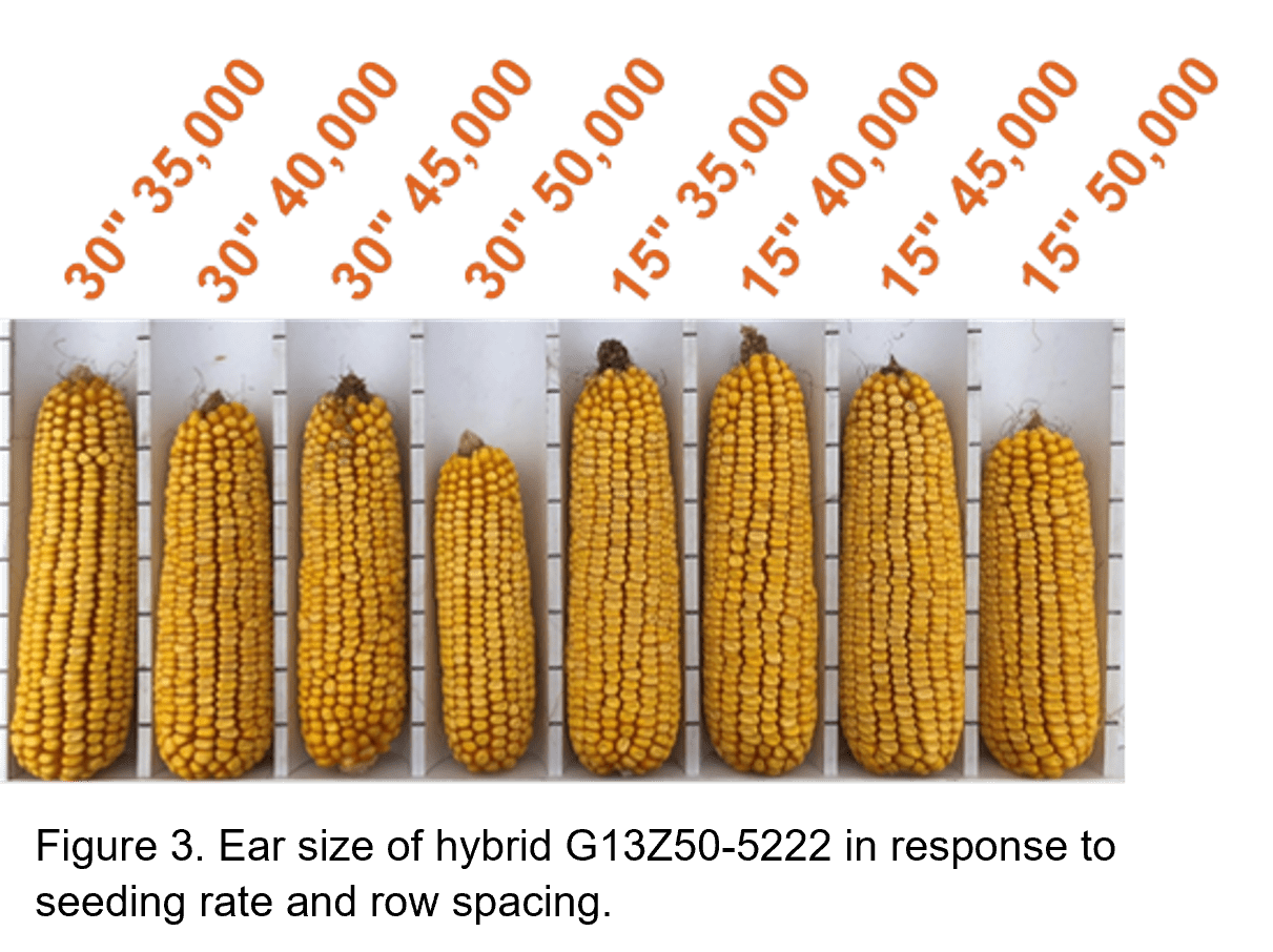 Managing Higher Corn Seeding Rates with Narrower Row Spacings Golden